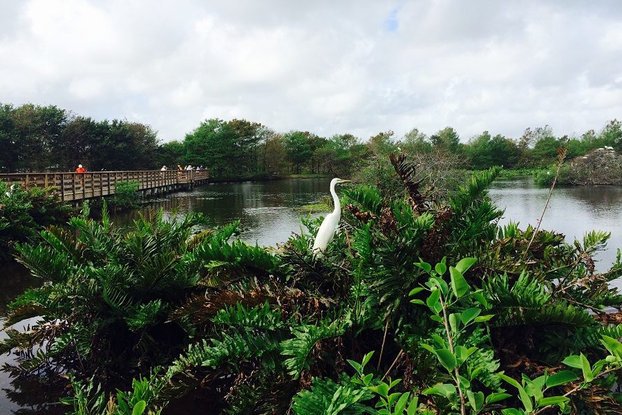 Explore the breathtaking Wakodahatchee Wetlands near Delray Beach, offering a diverse glimpse into Florida's natural beauty.